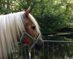 dressage horse Noel (Haflinger, 1999, from Nordmark)