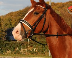 dressage horse Holly Golightly 14 (Hanoverian, 2009, from Hampton)