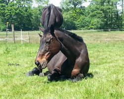 broodmare China Blue (Hanoverian, 1989, from San Vicente xx)