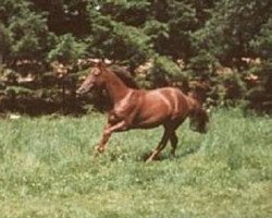 broodmare Torica xx (Thoroughbred, 1993, from Mondrian xx)