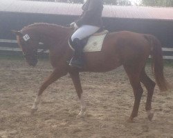 dressage horse Pilar 68 (Westphalian, 2008, from Herbstzauber)