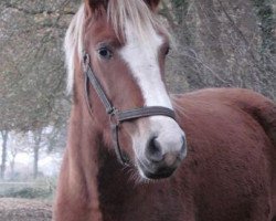 Zuchtstute Ahornhofs Lara (New-Forest-Pony, 2012, von Kantje's Zappa)