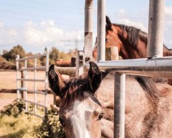 Springpferd Clementine Pepper Z (Zangersheide Reitpferd, 2021, von Columbus Z 3)