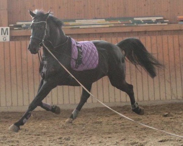 dressage horse Rubiano (Hanoverian, 2007, from Rubinero 2)