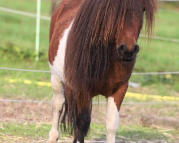 stallion ML's Landino (Shetland pony (under 87 cm), 2001, from ML's Little Boy)