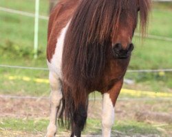 Deckhengst ML's Landino (Shetland Pony (unter 87 cm), 2001, von ML's Little Boy)