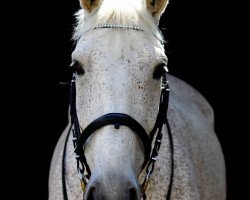 horse Klio (Czech Warmblood, 2000, from Frühesch-2)