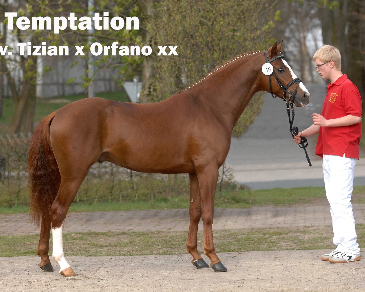 Deckhengst Temptation (Deutsches Reitpony, 2006, von Tizian)