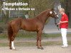 stallion Temptation (German Riding Pony, 2006, from Tizian)