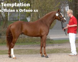 stallion Temptation (German Riding Pony, 2006, from Tizian)