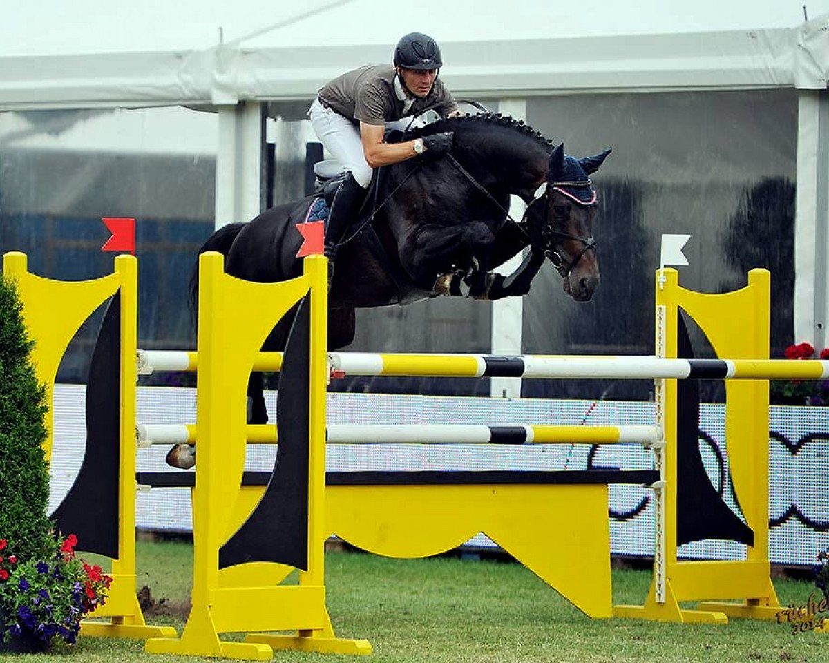 Deckhengst Raccato KWG (Oldenburger, 2006, von Royal GZ)