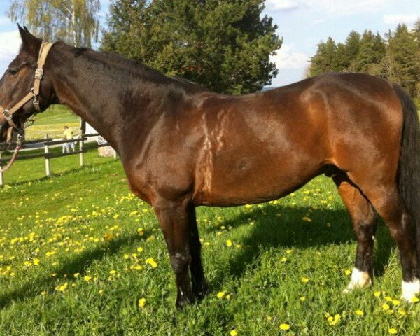 dressage horse Tamino 174 (Bavarian, 1995)