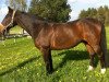 dressage horse Tamino 174 (Bavarian, 1995)