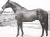 stallion Torpid xx (Thoroughbred, 1965, from Match xx)
