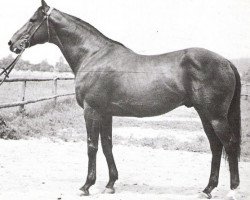 stallion Torpid xx (Thoroughbred, 1965, from Match xx)