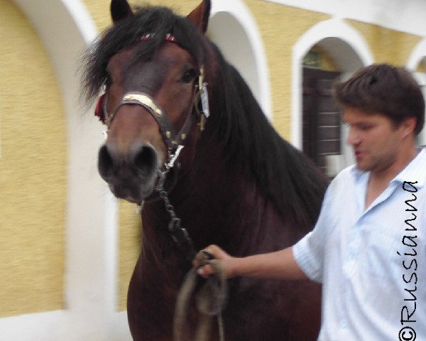 stallion Takt Vulkan XVII (Noric, 2004, from Taurus Vulkan XVI)