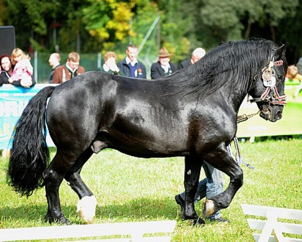stallion Zeisig-Schaunitz (Noric, 1991, from Zweig-Schaunitz XIV)