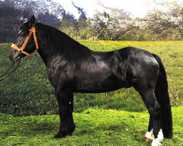 stallion Zeiss Schaunitz XVI (Noric, 2008, from Zeisig-Schaunitz)