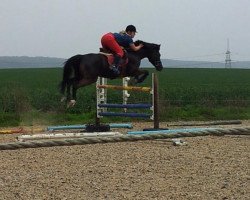 jumper Kolja 30 (German Riding Pony, 1998, from Kentucky)