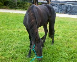 jumper Binie Bo (German Riding Pony, 1996, from Neckar)