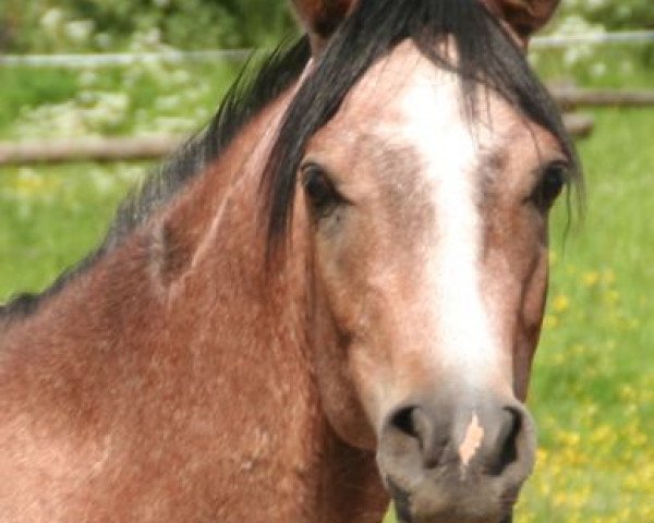 stallion Pasha Adham (Arabian thoroughbred, 2012, from Shaklan Ibn Bengali ox)