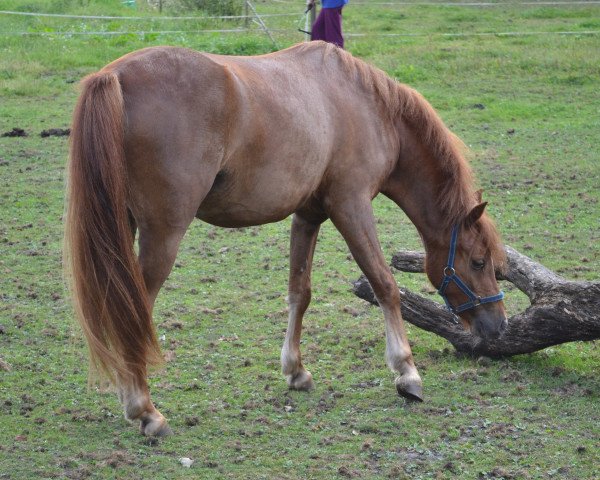 Dressurpferd Little Joe (Welsh Mountain Pony (Sek.A), 2010, von Silver)