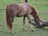 Dressurpferd Little Joe (Welsh Mountain Pony (Sek.A), 2010, von Silver)