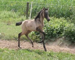 Pferd Carmen Cita (Pura Raza Espanola (PRE), 2014, von Peladilla IV)