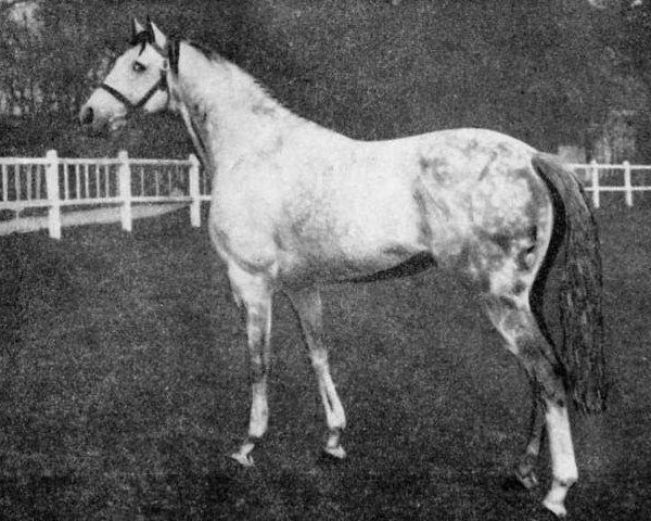 stallion La Varende xx (Thoroughbred, 1949, from Blue Moon xx)