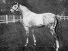 stallion La Varende xx (Thoroughbred, 1949, from Blue Moon xx)