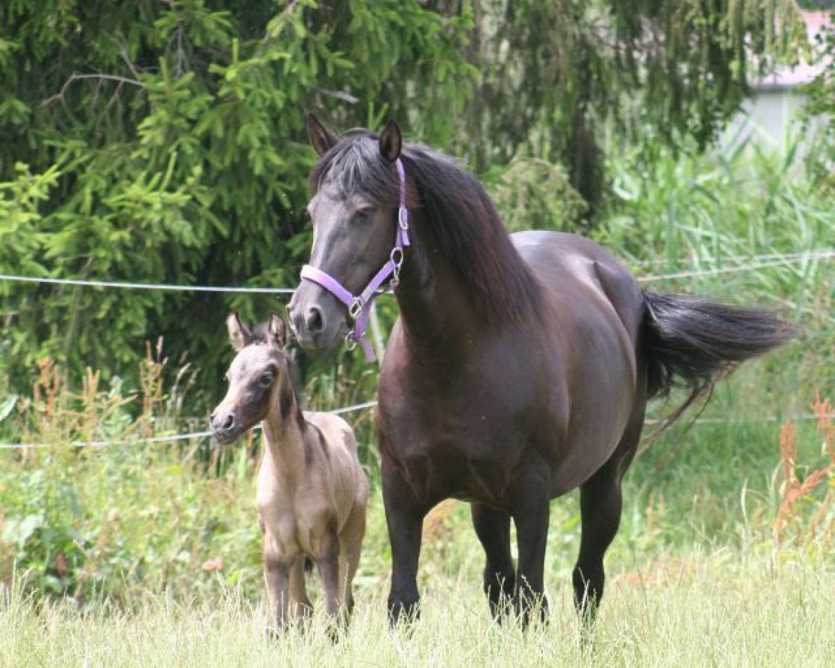 broodmare Dona de Castell (Carthusian Carthusian horse/Cartujano, 2005, from Inspector IV)