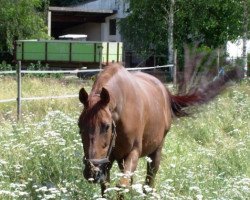 horse Karim x (Anglo-Arabs, 1987, from Präfectus xx)