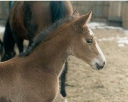 horse Dejavu 10 (Thuringia, 1996, from Pius)