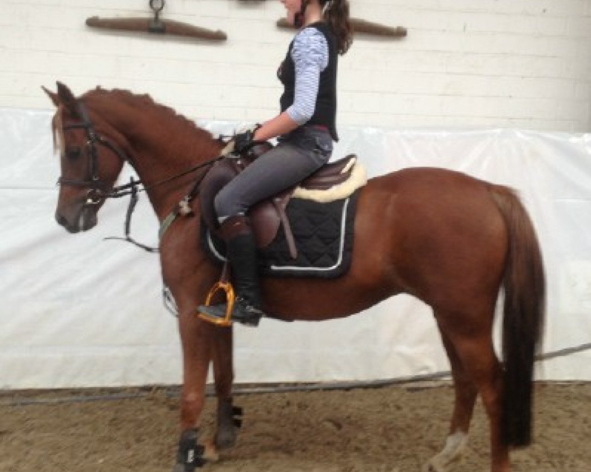 horse Valomee (German Riding Pony, 2008, from Visconti)