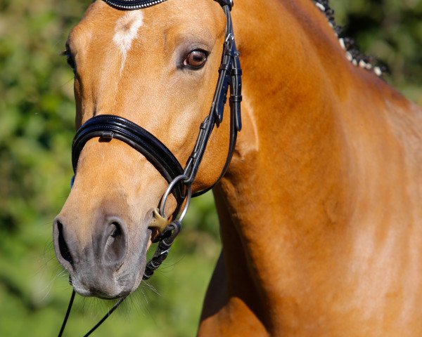 stallion Fs Capelli de Niro (German Riding Pony, 2011, from FS Champion de Luxe)