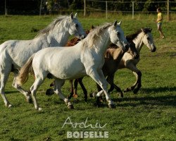 broodmare Donosa XII (Pura Raza Espanola (PRE), 1999, from Nene XX)