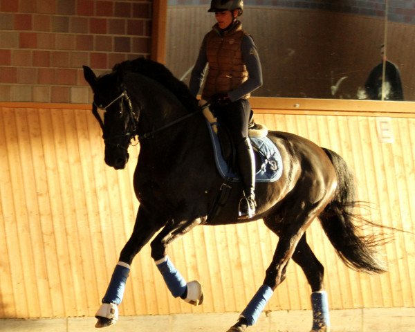 broodmare Soleil 39 (Westphalian, 2008, from San Amour I)