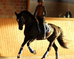 broodmare Soleil 39 (Westphalian, 2008, from San Amour I)