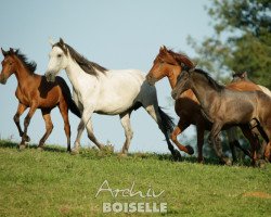 broodmare Hechiza II (Pura Raza Espanola (PRE), 2003, from Almendro V)