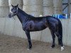 dressage horse Felicia Fea (Westphalian, 2004, from Fürst Piccolo)