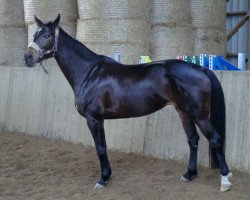 dressage horse Felicia Fea (Westphalian, 2004, from Fürst Piccolo)