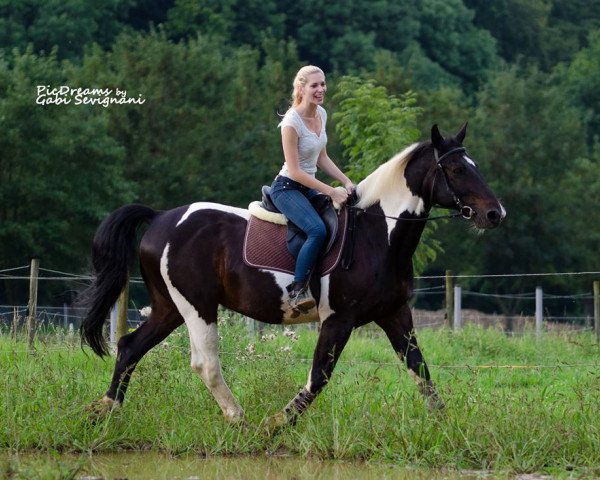 horse Cheyenne (Criollo, 1994)