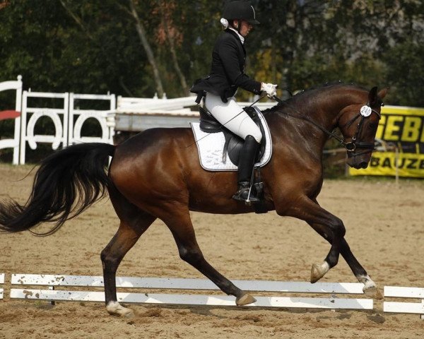 dressage horse Franky-Boy 7 (Hanoverian, 2009, from Fidertanz)