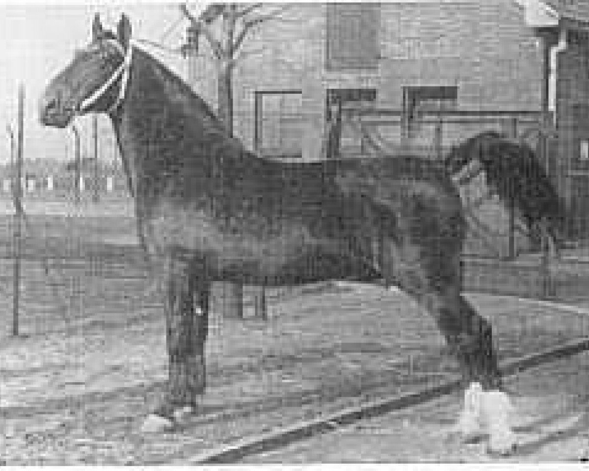 stallion Olgraaf (Gelderland, 1950, from Graaf van Wittenstein)