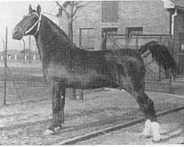 stallion Olgraaf (Gelderland, 1950, from Graaf van Wittenstein)