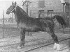 stallion Olgraaf (Gelderland, 1950, from Graaf van Wittenstein)