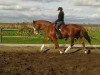 dressage horse Picco 91 (Bavarian, 2002, from Pilotek)