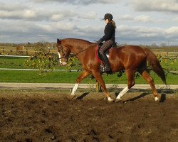 dressage horse Picco 91 (Bavarian, 2002, from Pilotek)