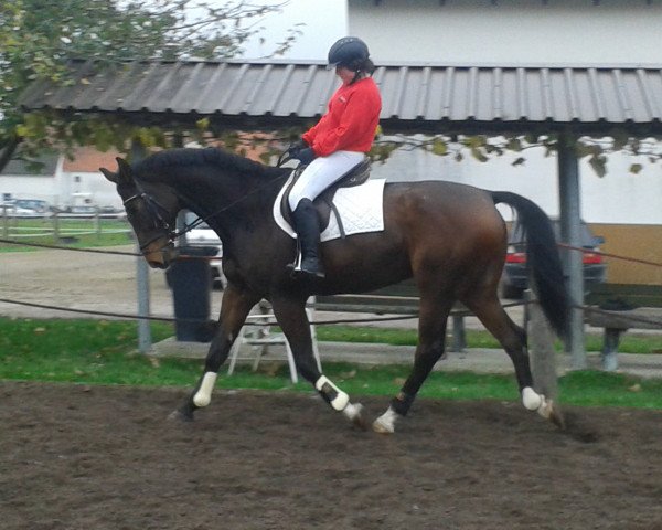 jumper Sambuco (Hanoverian, 2007, from Souvenir)