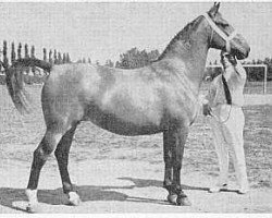 broodmare Floriaantje (Gelderland, 1941, from Burchtheer)